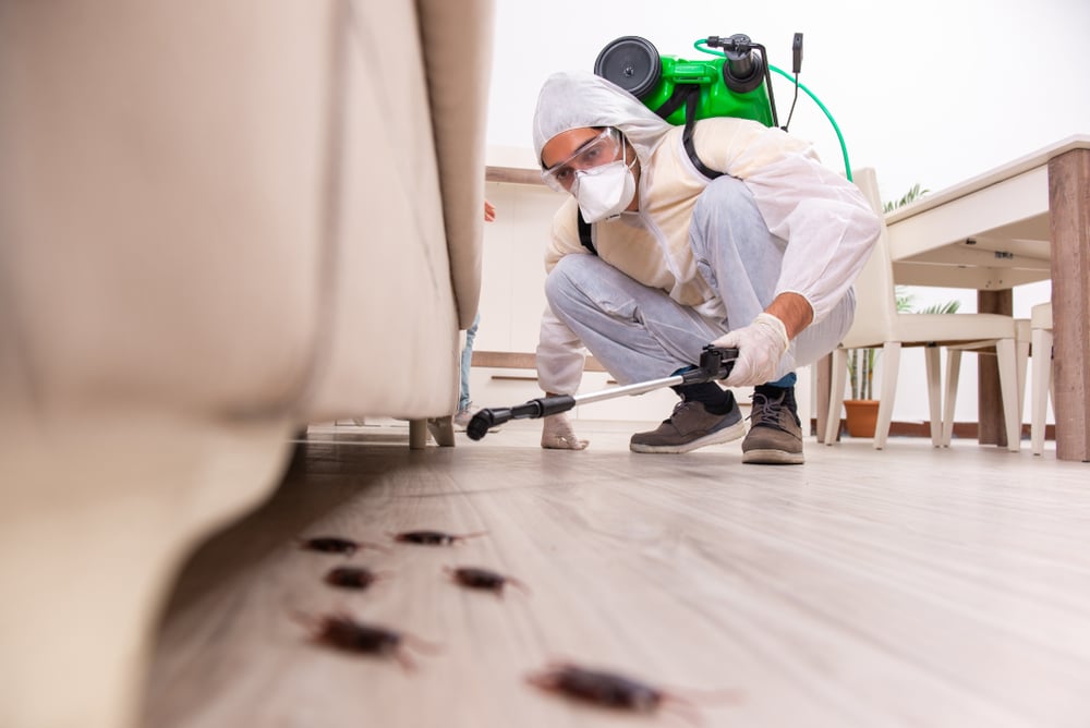 pest control in winter